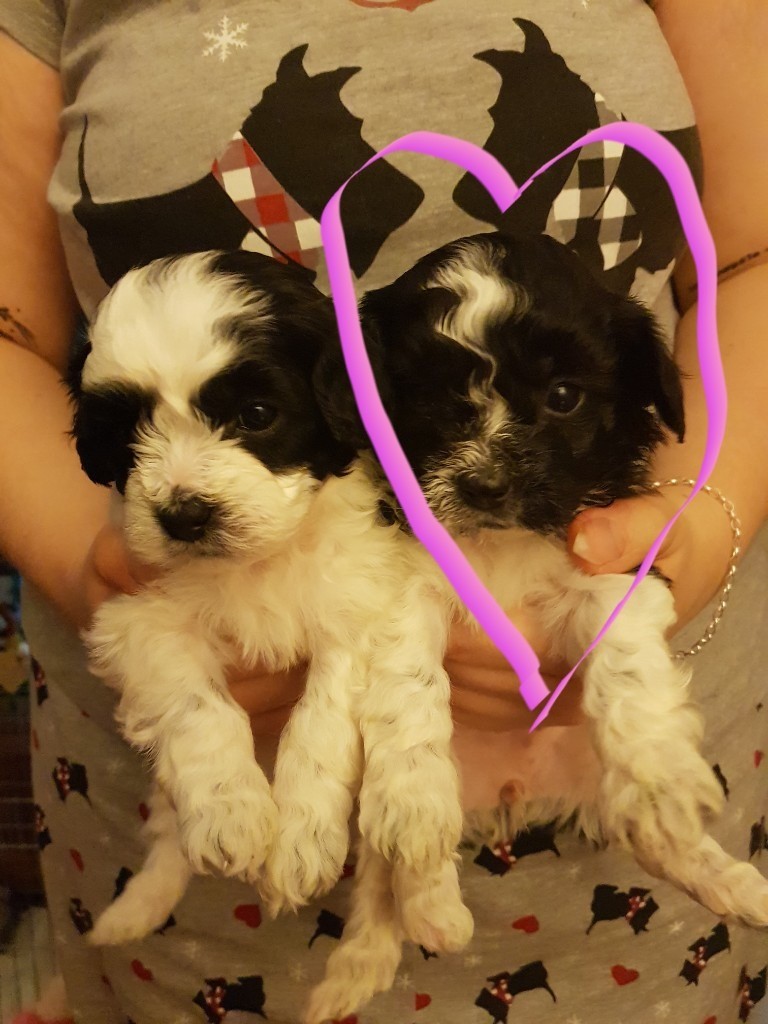 gumtree teddy bear puppies